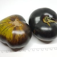 Xanadu Green Goddess